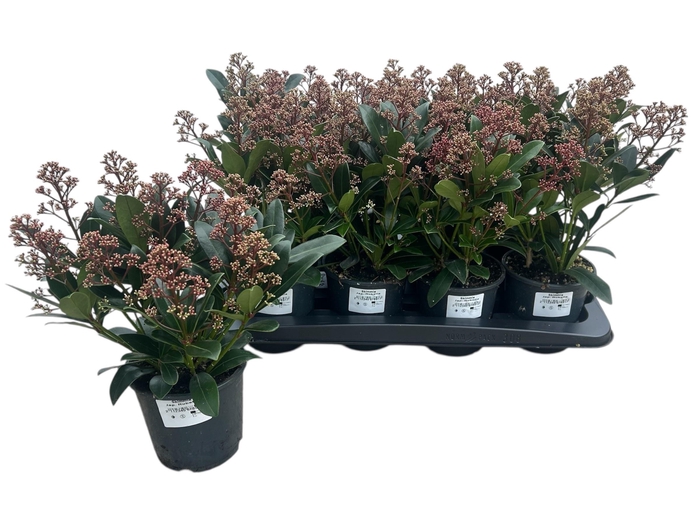 <h4>SKIM J RUBELLA</h4>