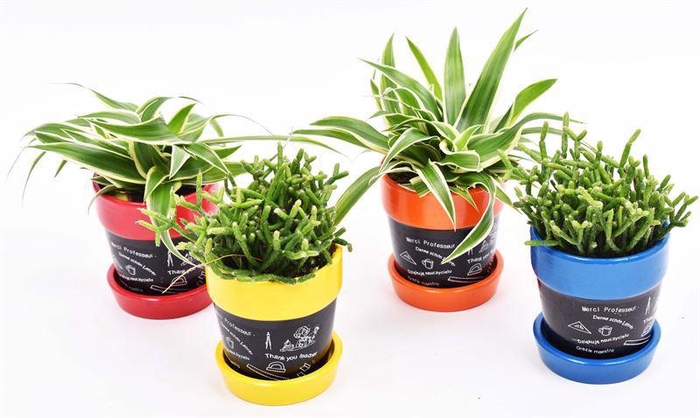 <h4>Keramiek pot mix back to school 7cm</h4>