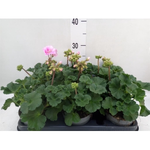 Pelargonium zona.   ...F1
