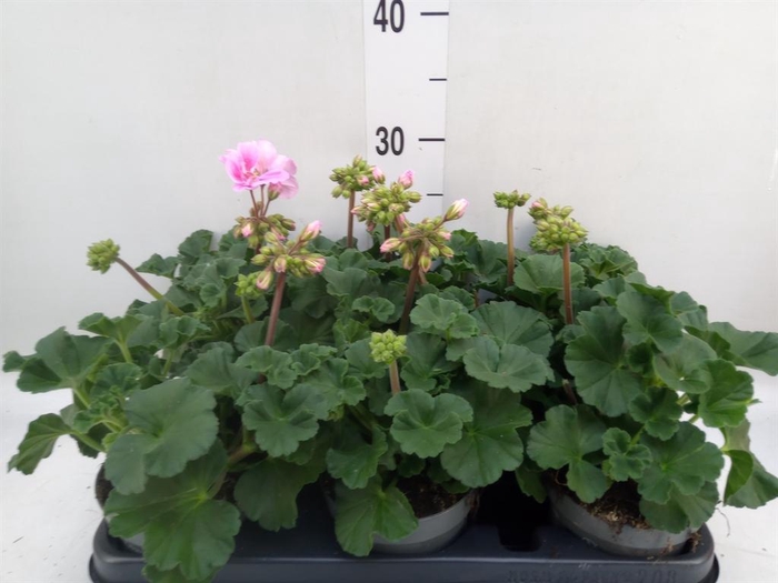 <h4>Pelargonium zona.   ...F1</h4>