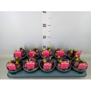 Hyacinthus orie. 'Red Glory'