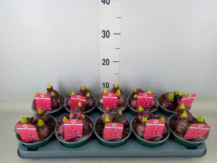 <h4>Hyacinthus orie. 'Red Glory'</h4>