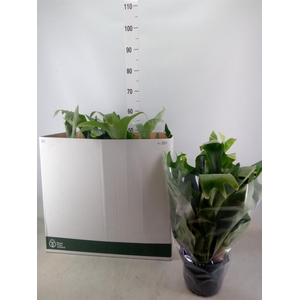 Platycerium bifurc. 'Netherlands'