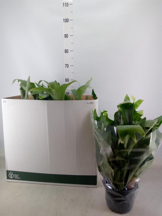 <h4>Platycerium bifurc. 'Netherlands'</h4>