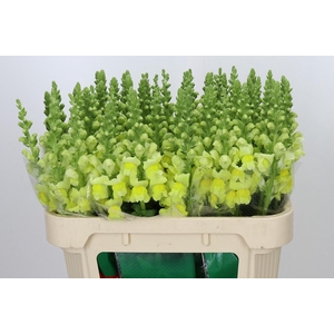Antirrhinum majus 'Cannes Yellow'