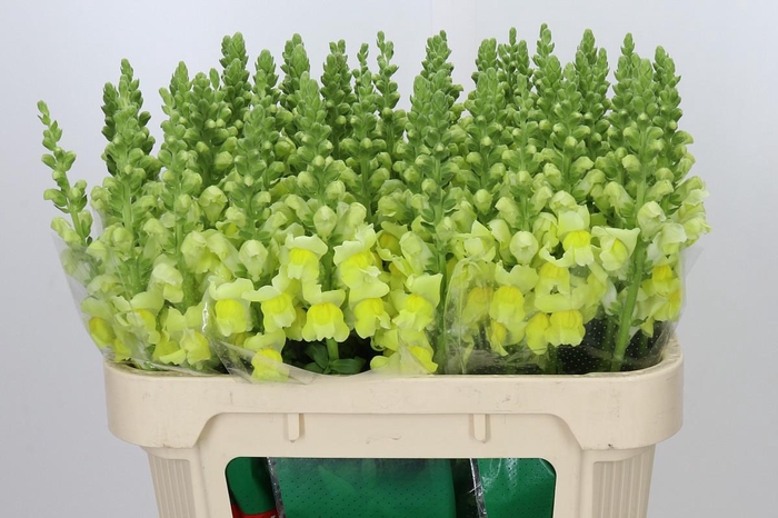 <h4>Antirrhinum majus 'Cannes Yellow'</h4>