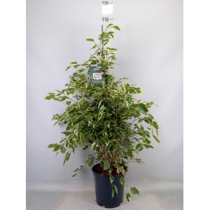 Ficus benja. 'Twilight'