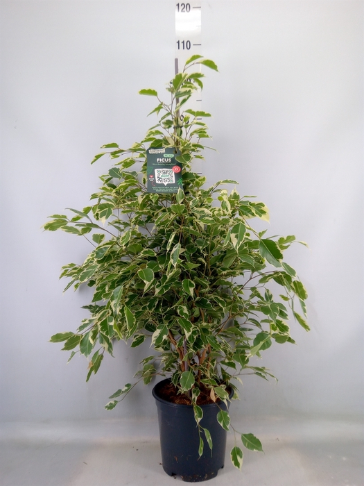 <h4>Ficus benja. 'Twilight'</h4>