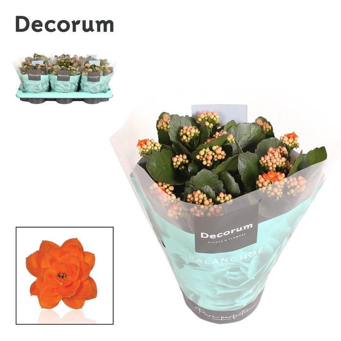 <h4>Kalanchoe Decorum - Orange</h4>