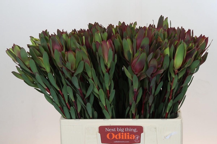 Leucadendron Senorita