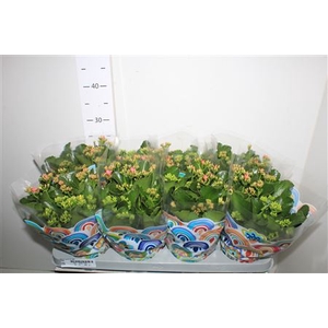 Kal En Gemengd In 13cm Pot