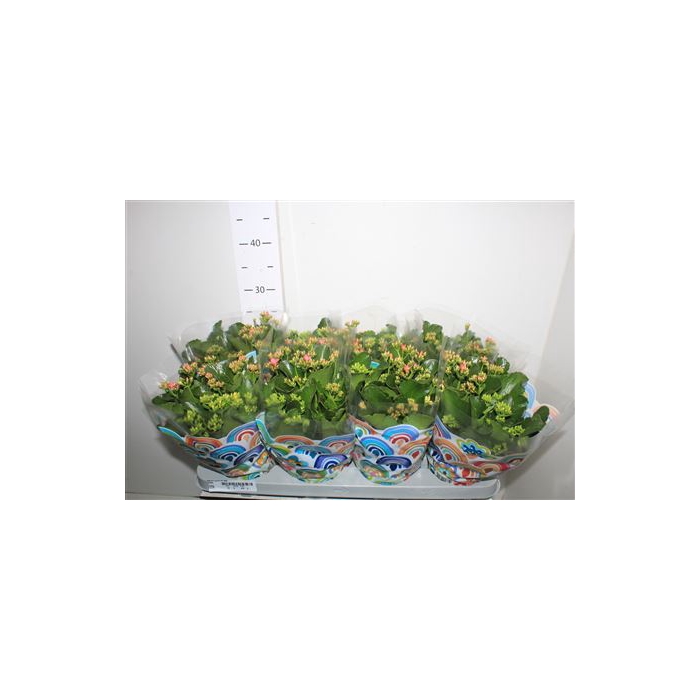 <h4>Kal En Gemengd In 13cm Pot</h4>