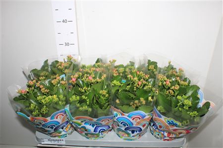 <h4>Kal En Gemengd In 13cm Pot</h4>