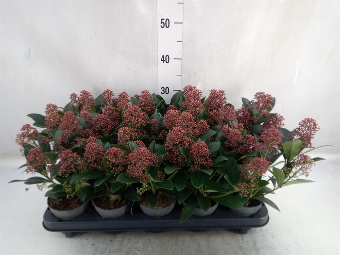 <h4>Skimmia jap. 'Rubella'</h4>