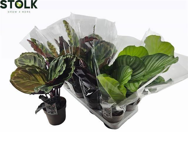 <h4>CALAT GEM 4 SRT</h4>