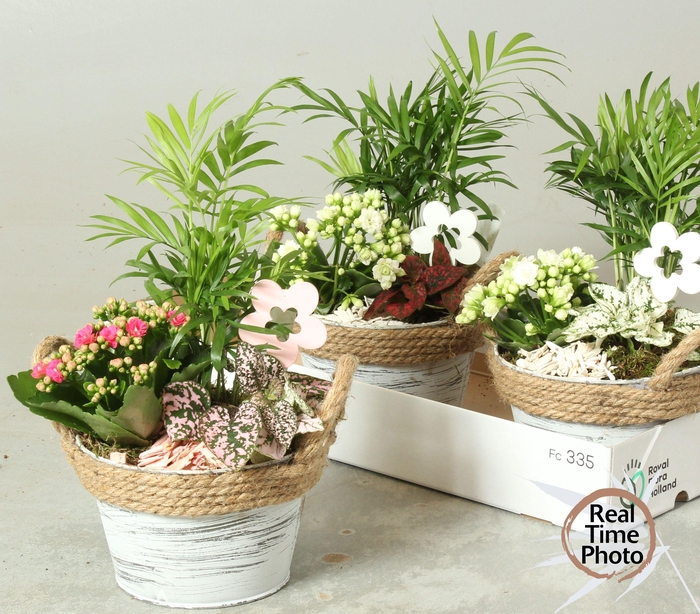 <h4>ARR KAMERPL</h4>