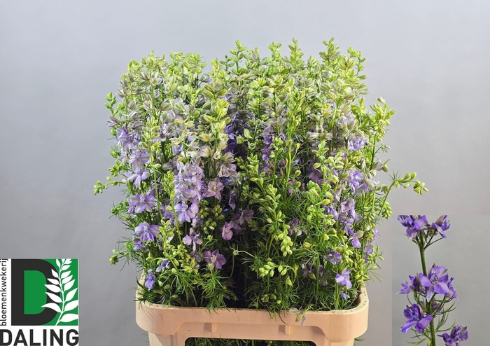 <h4>CONS R Q VIOLE LILAC</h4>