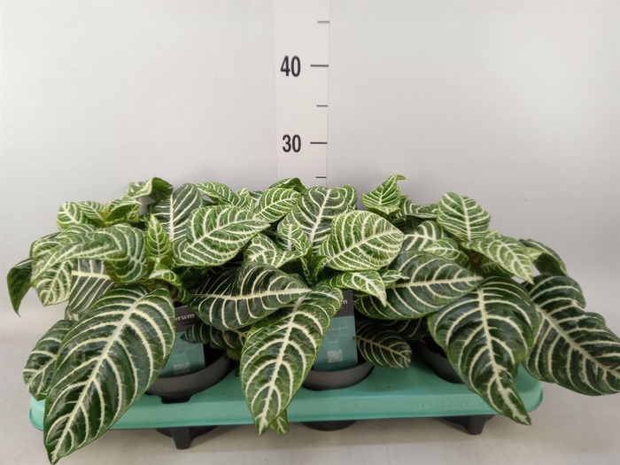 <h4>Aphelandra squar. 'Botanica'</h4>
