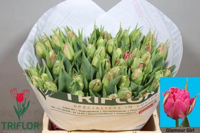 <h4>TU DU GLAMOUR GIRL</h4>