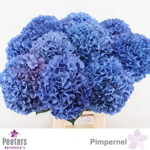 HYDR M CH PIMPERNEL