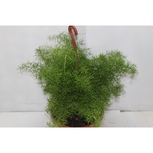 ASPARGO DENSIFLORUS CWEBE C24