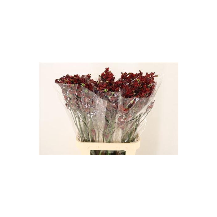 <h4>Anigoz Early Spring</h4>