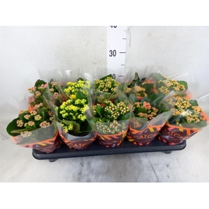 Kalanchoe blos.   ..rosebud mix  5