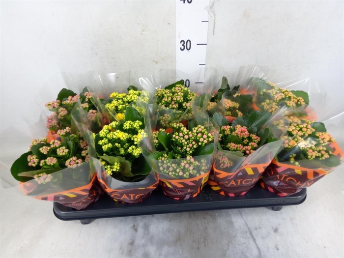 <h4>Kalanchoe blos.   ..rosebud mix  5</h4>