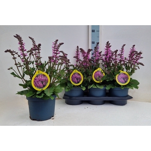 SALVIA PR HAEMATODES