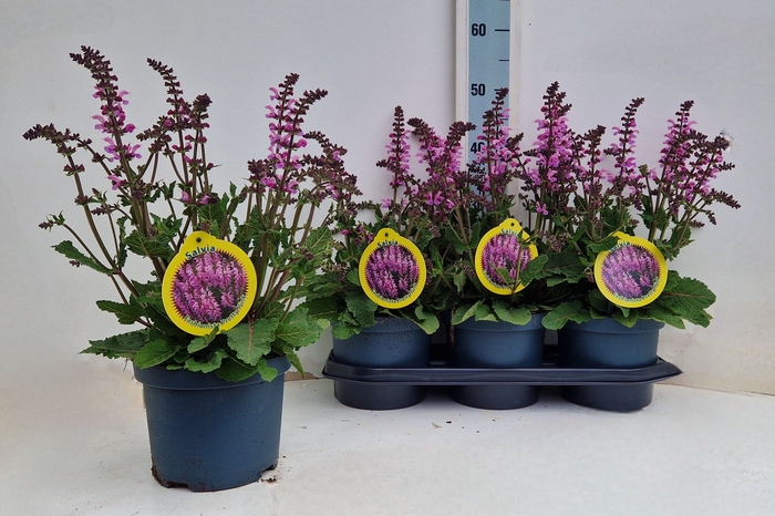 <h4>SALVIA PR HAEMATODES</h4>