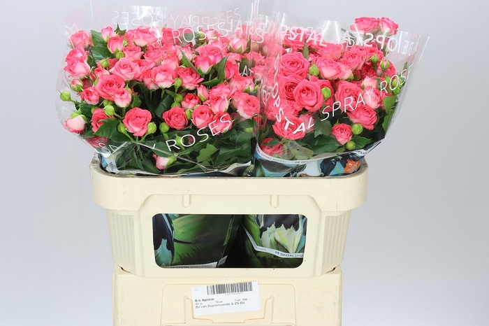 <h4>Rosa Tr Apricio</h4>