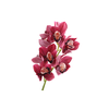 Cymbidium Orchid Pink