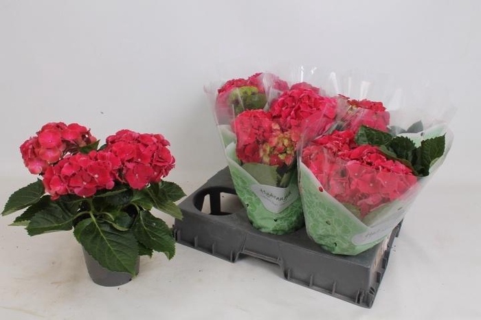 <h4>HYDR M HI FIRE</h4>