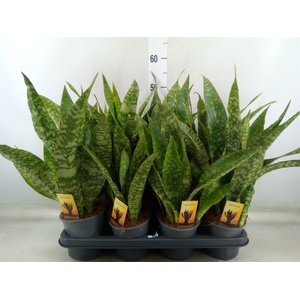 Sansevieria trifa.   ...