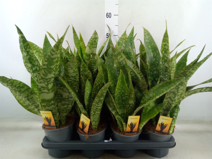 <h4>Sansevieria trifa.   ...</h4>