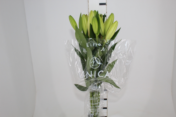 <h4>LIRIO WHITE CHARM 080 CM HT 3/5 FLS</h4>