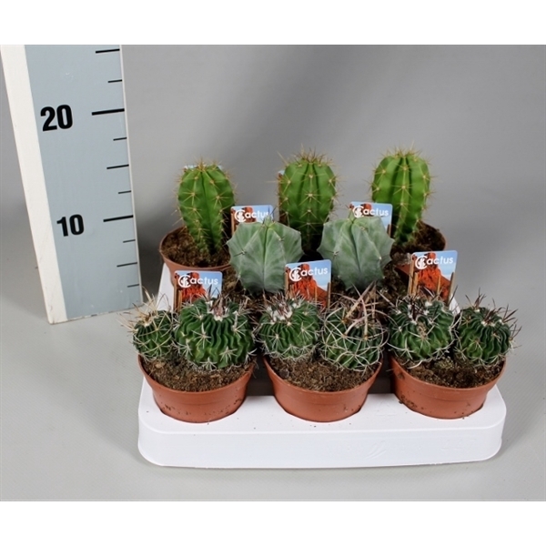 <h4>Cactus 8,5 cm luxe mix op rij met foto-etiket</h4>