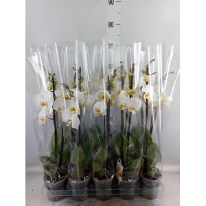 Phalaenopsis   ...