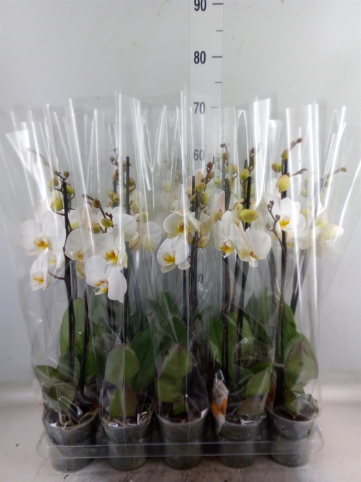 <h4>Phalaenopsis   ...</h4>