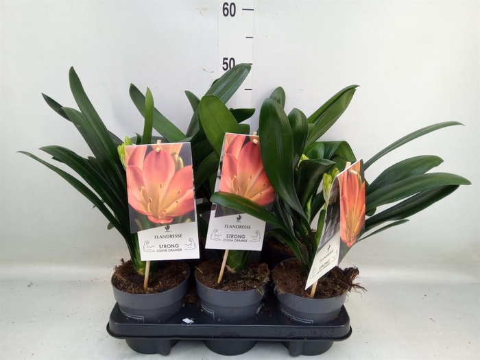 <h4>Clivia miniata</h4>
