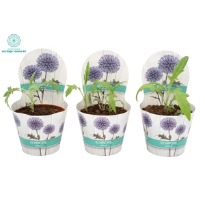 ECHINOPS RITRO
