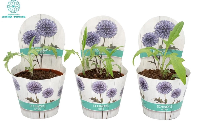 <h4>ECHINOPS RITRO</h4>