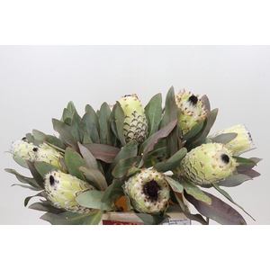 Protea Barbigera Ice Queen Air