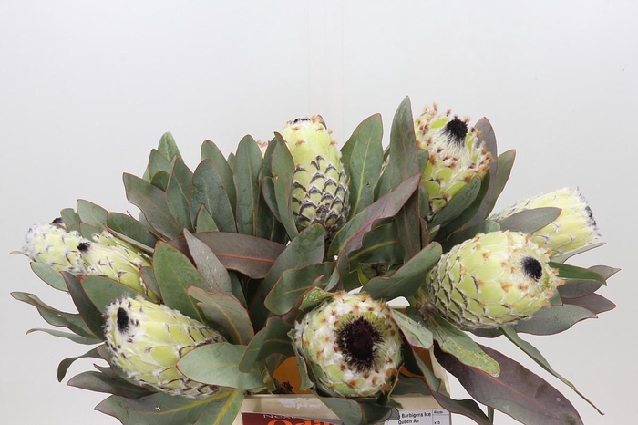 <h4>Protea Barbigera Ice Queen Air</h4>