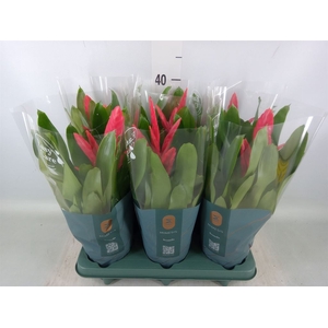 Vriesea  'Intenso Pink'
