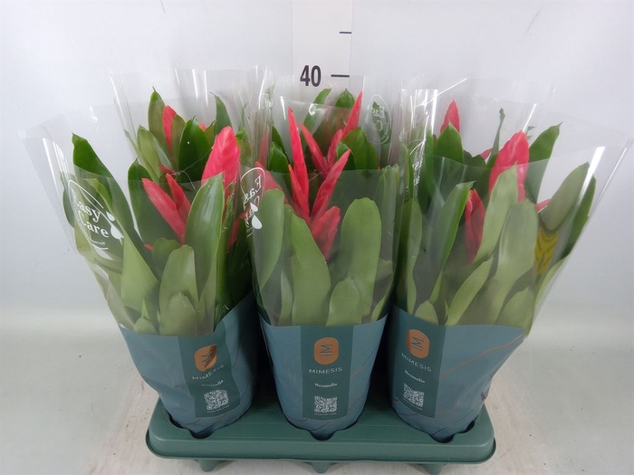 <h4>Vriesea  'Intenso Pink'</h4>