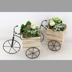 arr2 TD - Hout driewieler - roze/wit