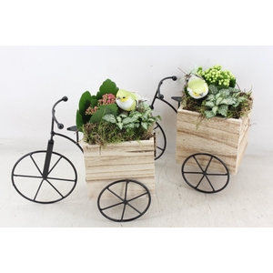 Arr2 Td - Hout Driewieler - Roze/wit