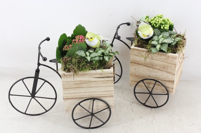 Arr2 Td - Hout Driewieler - Roze/wit