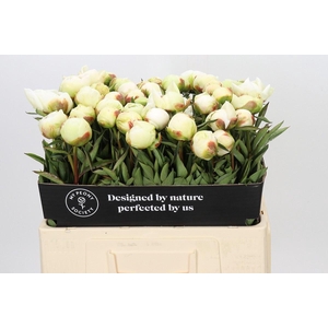 PAEONIA LACT. 'MME CLAUDE TAIN'
